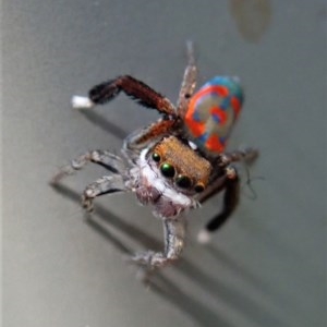 Maratus pavonis at Cook, ACT - 21 Oct 2020