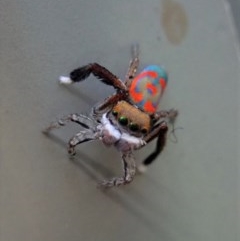 Maratus pavonis at Cook, ACT - suppressed