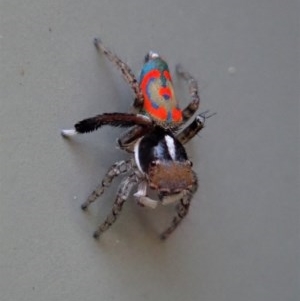 Maratus pavonis at Cook, ACT - suppressed