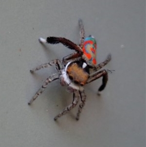 Maratus pavonis at Cook, ACT - suppressed