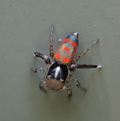 Maratus pavonis at Cook, ACT - suppressed