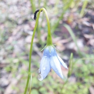 Wahlenbergia capillaris (Tufted Bluebell) at Bawley Point, NSW - 24 Oct 2020 by GLemann