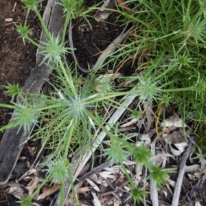 Eryngium ovinum at Hughes, ACT - 24 Oct 2020