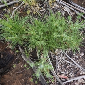 Eryngium ovinum at Hughes, ACT - 24 Oct 2020 02:43 PM