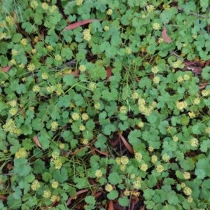 Hydrocotyle laxiflora at Hughes, ACT - 24 Oct 2020 03:01 PM