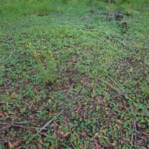 Hydrocotyle laxiflora at Hughes, ACT - 24 Oct 2020 03:01 PM