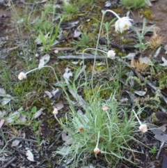 Leucochrysum albicans subsp. tricolor (Hoary Sunray) at Uriarra, NSW - 8 Oct 2020 by Sarah2019