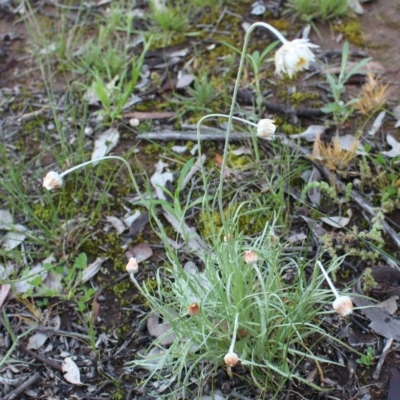 Leucochrysum albicans subsp. tricolor (Hoary Sunray) at Uriarra, NSW - 8 Oct 2020 by Sarah2019