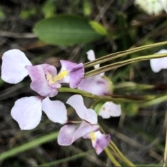 Diuris punctata (Purple Donkey Orchid) at Ulladulla, NSW - 23 Oct 2020 by Jillg