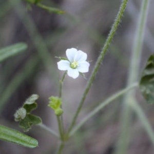 Geranium sp. at Uriarra, NSW - 24 Oct 2020