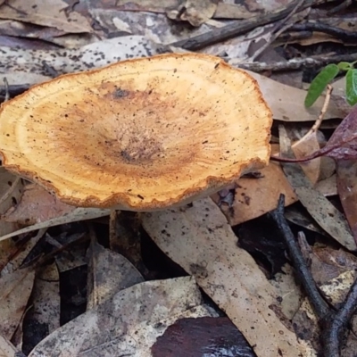 Unidentified Cup or disk - with no 'eggs' at Bawley Point, NSW - 24 Oct 2020 by GLemann