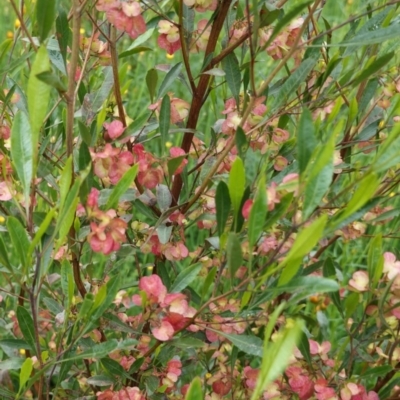 Dodonaea viscosa (Hop Bush) at Deakin, ACT - 24 Oct 2020 by JackyF