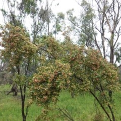 Dodonaea viscosa at Deakin, ACT - 24 Oct 2020 11:43 AM