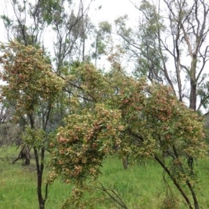 Dodonaea viscosa at Deakin, ACT - 24 Oct 2020 11:43 AM