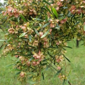 Dodonaea viscosa at Deakin, ACT - 24 Oct 2020 11:43 AM