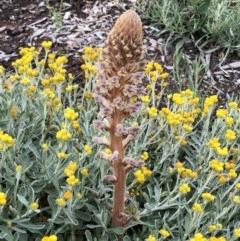 Orobanche minor (Broomrape) at Hughes, ACT - 24 Oct 2020 by ruthkerruish