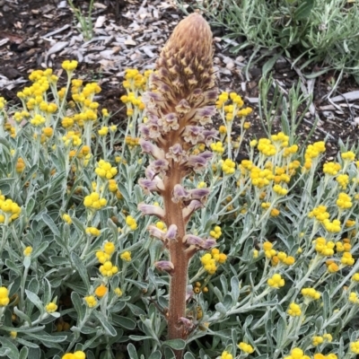 Orobanche minor (Broomrape) at Hughes, ACT - 24 Oct 2020 by ruthkerruish