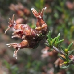 Cryptandra speciosa subsp. speciosa (Silky Cryptandra) at Hawker, ACT - 23 Oct 2020 by pinnaCLE