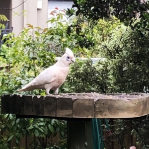 Cacatua sanguinea at Hughes, ACT - 24 Oct 2020 03:51 PM