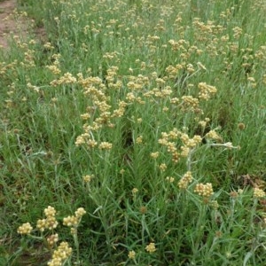 Pseudognaphalium luteoalbum at Deakin, ACT - 24 Oct 2020