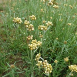 Pseudognaphalium luteoalbum at Deakin, ACT - 24 Oct 2020