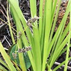 Lomandra longifolia (Spiny-headed Mat-rush, Honey Reed) at Hughes, ACT - 24 Oct 2020 by ruthkerruish