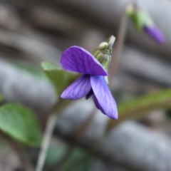 Viola betonicifolia (Mountain Violet) at Uriarra, NSW - 3 Oct 2020 by Sarah2019