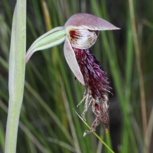 Calochilus platychilus at Acton, ACT - suppressed