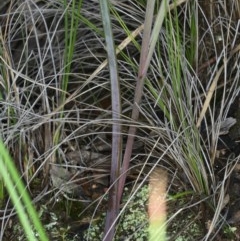 Calochilus platychilus at Acton, ACT - suppressed