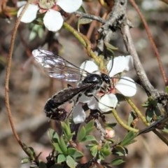 Tiphiidae (family) (Unidentified Smooth flower wasp) at Aranda, ACT - 23 Oct 2020 by CathB