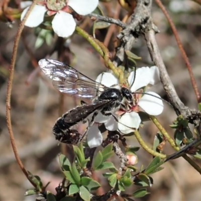 Tiphiidae (family) (Unidentified Smooth flower wasp) at Aranda, ACT - 23 Oct 2020 by CathB