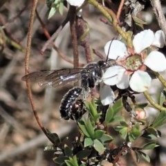 Tiphiidae (family) at Aranda, ACT - 23 Oct 2020