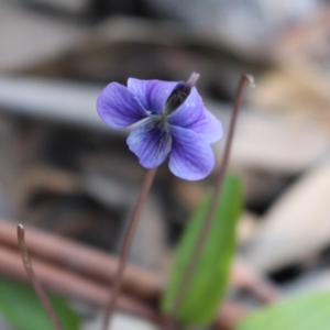 Viola betonicifolia at Uriarra, NSW - 3 Oct 2020 04:20 PM