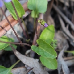 Viola betonicifolia at Uriarra, NSW - 3 Oct 2020 04:20 PM