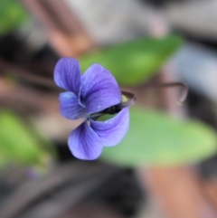 Viola betonicifolia at Uriarra, NSW - 3 Oct 2020 04:20 PM