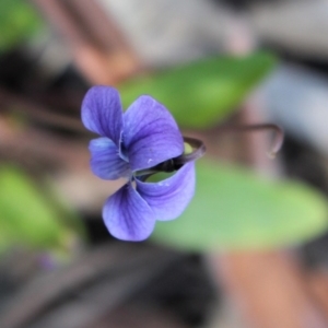 Viola betonicifolia at Uriarra, NSW - 3 Oct 2020 04:20 PM