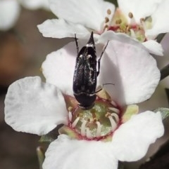 Mordellidae (family) at Holt, ACT - 22 Oct 2020