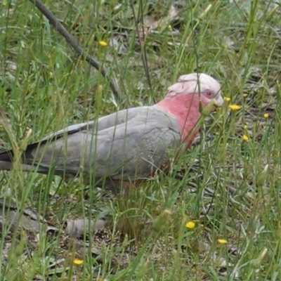 Eolophus roseicapilla (Galah) at Deakin, ACT - 24 Oct 2020 by JackyF