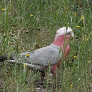 Eolophus roseicapilla at Deakin, ACT - 24 Oct 2020