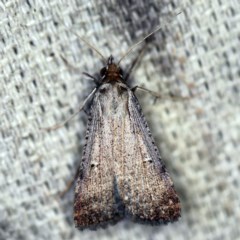 Lygephila fallax (Double-spotted Snout) at O'Connor, ACT - 21 Oct 2020 by ibaird