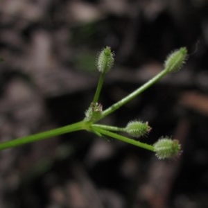 Daucus glochidiatus at Hawker, ACT - 23 Oct 2020 02:28 PM