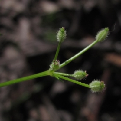 Daucus glochidiatus (Australian Carrot) at Hawker, ACT - 23 Oct 2020 by pinnaCLE