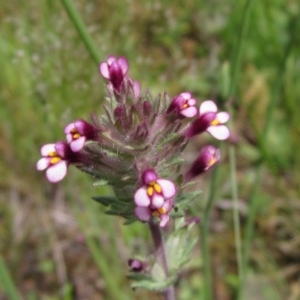 Parentucellia latifolia at Hawker, ACT - 23 Oct 2020