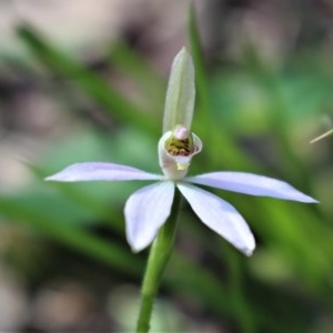 Caladenia carnea at Uriarra, NSW - suppressed