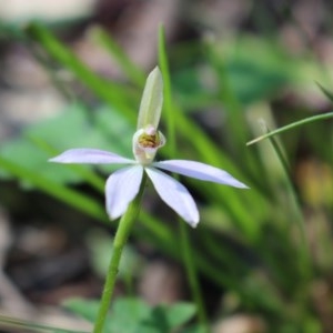 Caladenia carnea at Uriarra, NSW - suppressed