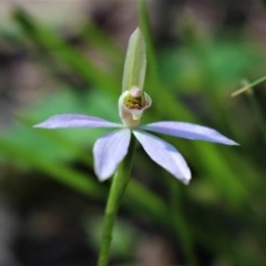 Caladenia carnea at Uriarra, NSW - suppressed