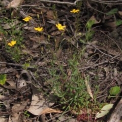 Hypericum gramineum (Small St Johns Wort) at Hawker, ACT - 23 Oct 2020 by pinnaCLE