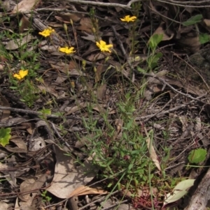 Hypericum gramineum at Hawker, ACT - 23 Oct 2020