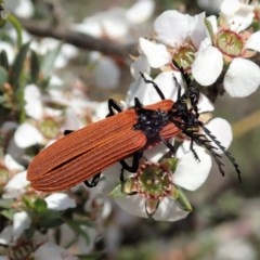 Porrostoma rhipidium (Long-nosed Lycid (Net-winged) beetle) at Aranda, ACT - 23 Oct 2020 by CathB