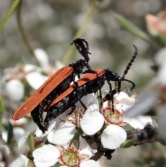 Porrostoma rhipidium at Aranda, ACT - 23 Oct 2020